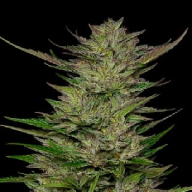 Don Carlos > humboldt Seed Company